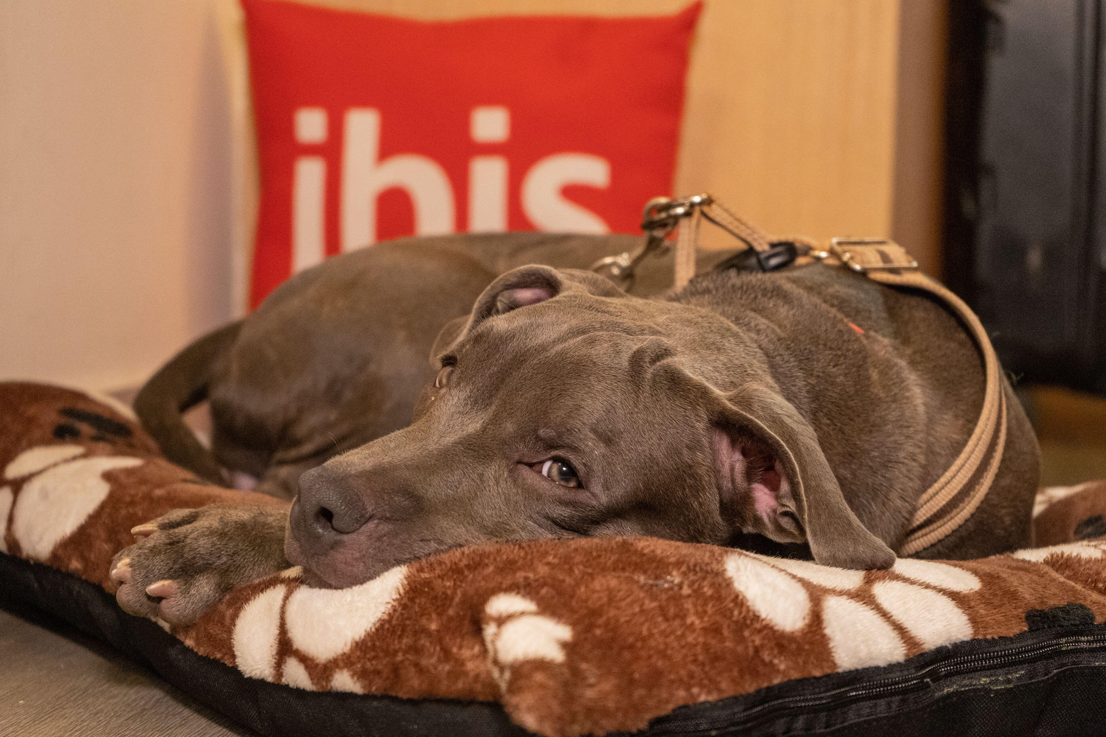 Ibis Marbella Hotel 3*